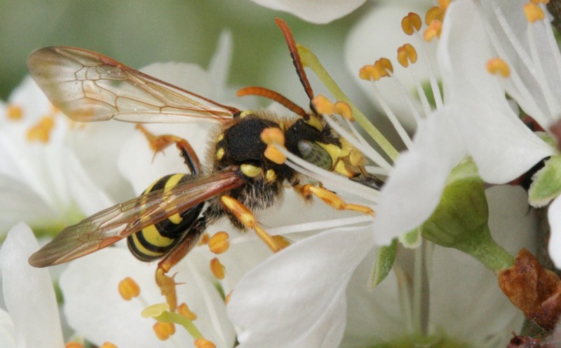 Wespenbiene - <i>Nomada marshamella</i>